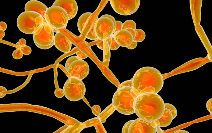 Mysterious-Fungal-Infection-Spreading-Across-US