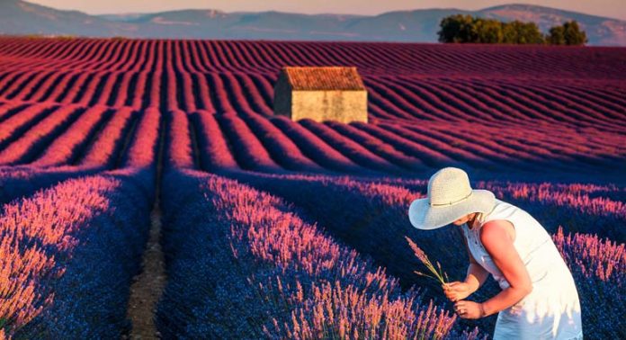 4 plants that help you sleep better