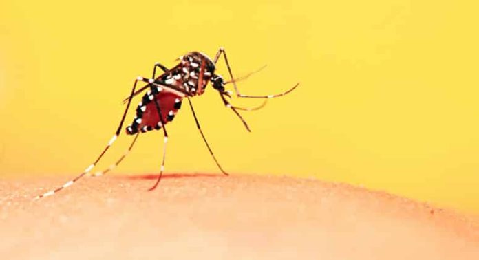 why-mosquitoes-bite-some-people-and-not-others