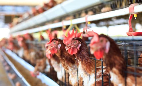 cage free eggs and your sunday breakfast