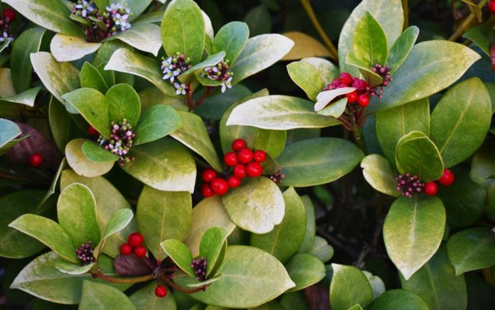 X-Natural-Pain-Relievers-To-Have-In-Your-Home 6 Natural Pain Relievers To Have In Your Home