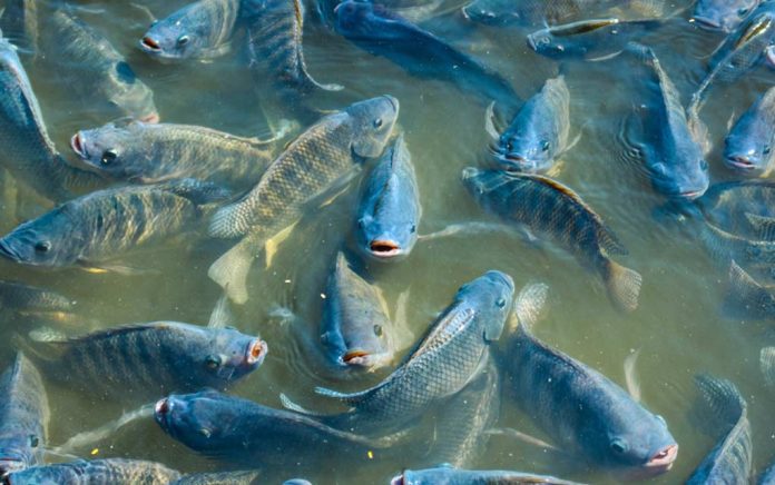These-10-Fish-Aren-t-As-Healthy-As-You-ve-Been-Led-to-Believe These 10 Fish Aren't as Healthy as You've Been Led to Believe